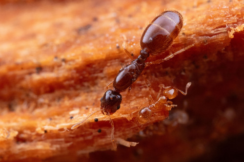Solenopsis abditaSolenopsis abdita
