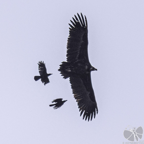 Cinereous Vulture