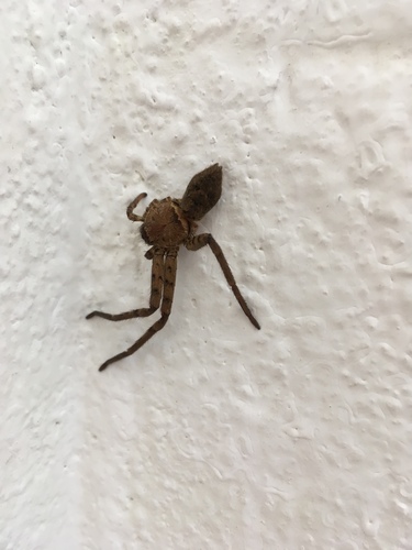 Pantropical Huntsman Spider