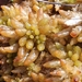Sphagnum papillosum - Photo (c) James Rowson, כל הזכויות שמורות, uploaded by James Rowson