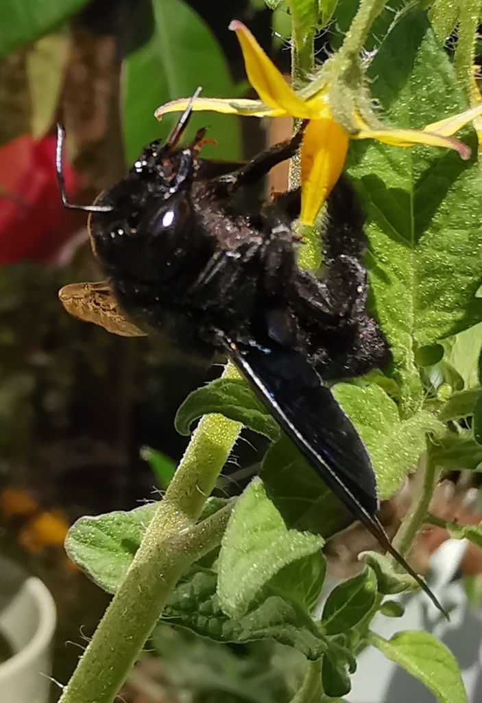 Anyone can tell me what is this? Very big, Found in Southern Spain ...