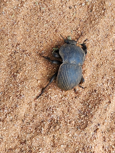 Elephant Armoured Darkling Beetle