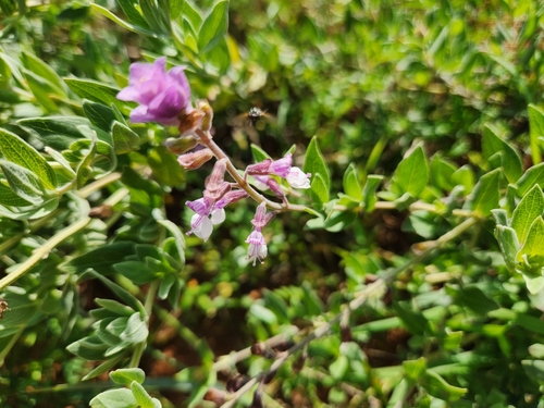 Elliots Sagebush