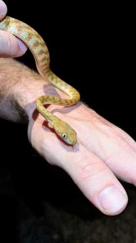 Brown Tree Snake sighting