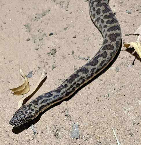 Spotted Python sighting
