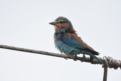 Lilac-breasted Roller
