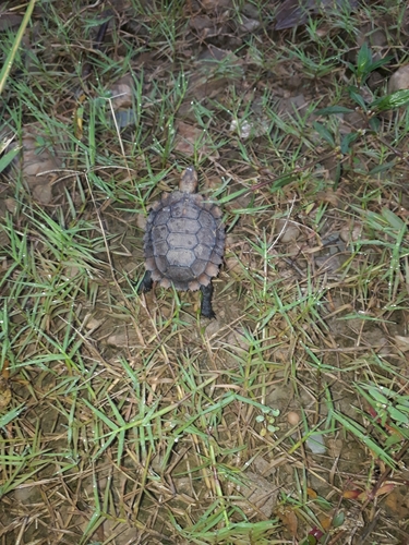 Eroded Hingeback Tortoise