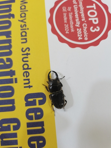 Aegus chelifer nitidus