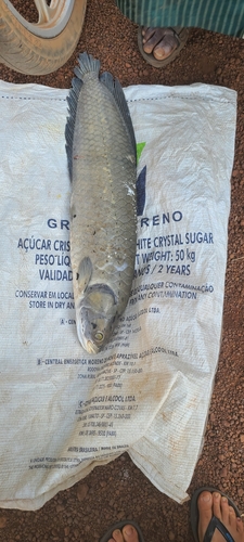 African Arowana