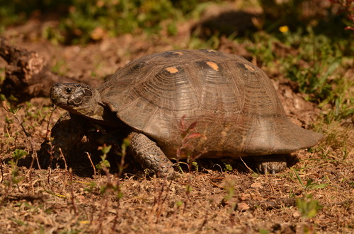 Mediterranean Tortoises (Genus Testudo) · iNaturalist