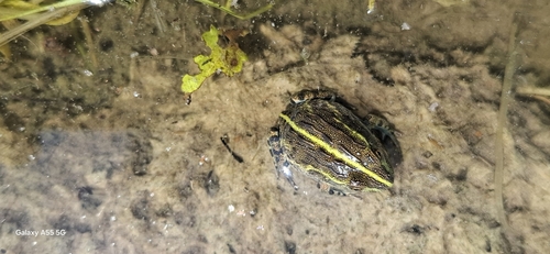 Giant African Bullfrog