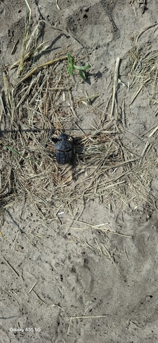 Popeye Dung Beetle
