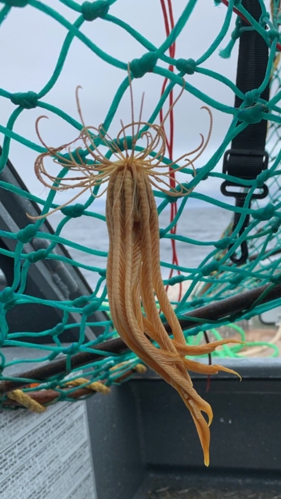 Northern Feather Star