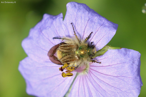 Eulasia nitidicollis