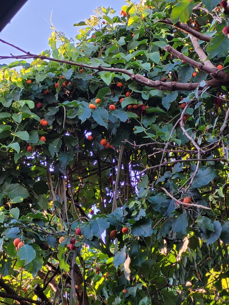 Bunchosia armeniaca (Peanut Butter Fruit)