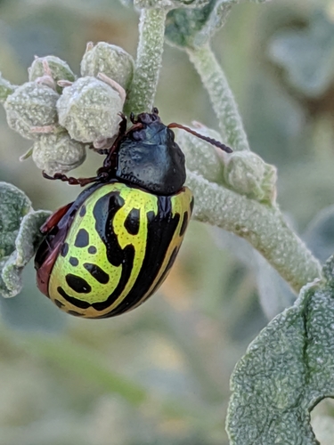 Globemallow Leaf Beetle