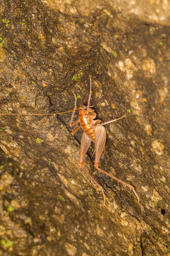 Ceuthophilus conicaudus