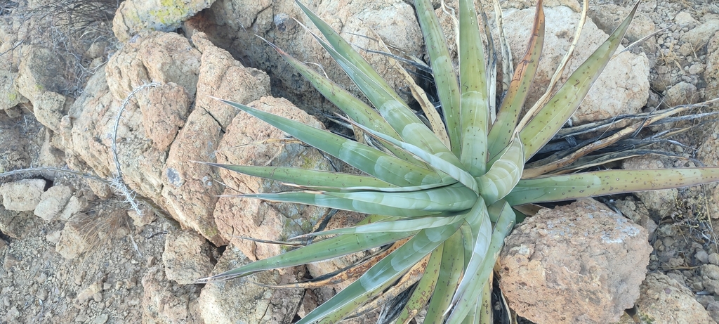 Agave chrysoglossa (Amole)