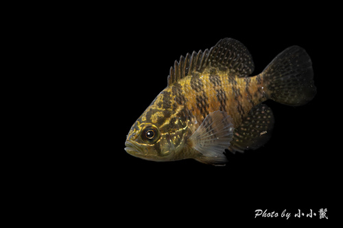 Banded Sunfish