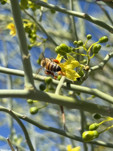 iNaturalist observation photo of Western Honey Bee