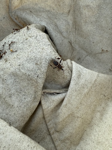 iNaturalist observation photo of Western Leaf-footed Bug
