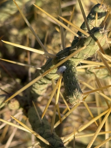 iNaturalist observation photo of Cochineal Insects