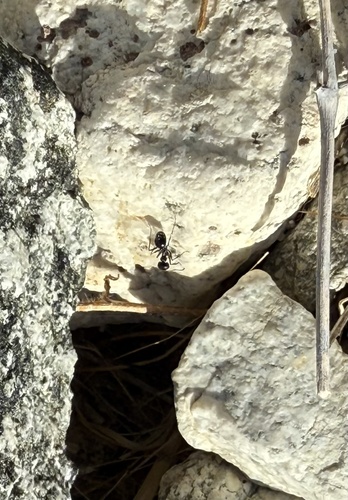 iNaturalist observation photo of Black Harvester Ant