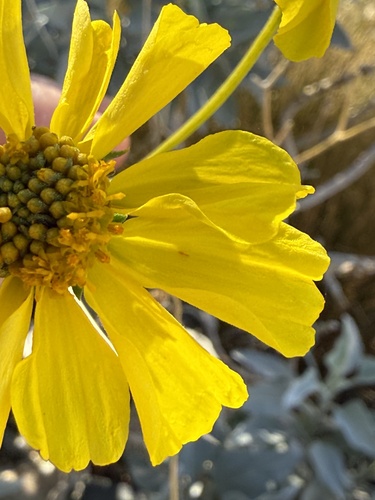 iNaturalist observation photo of Thrips