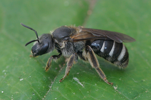 Lasioglossum majus · iNaturalist