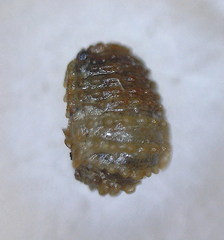 Image of Exosphaeroma pentcheffi