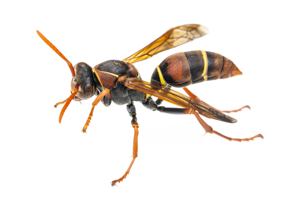 Species Of Wasps In Australia