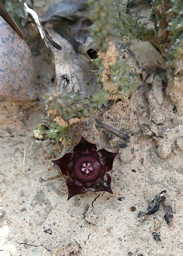 Duvalia polita