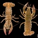 Calico Crayfish - Photo (c) Brian Genge, all rights reserved, uploaded by Brian Genge