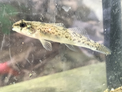 Northern Tessellated Darter