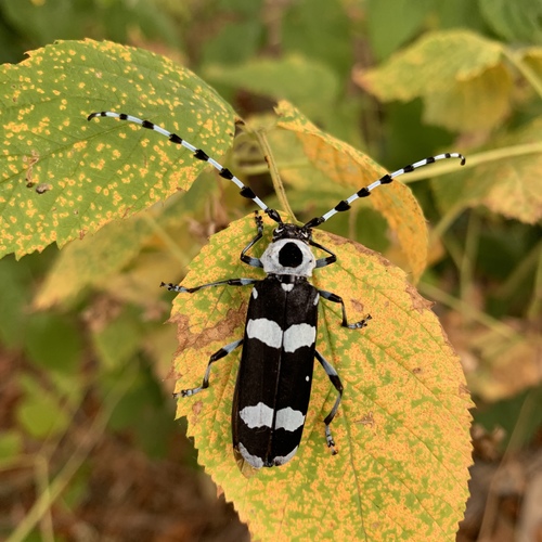 Banded Alder Borer