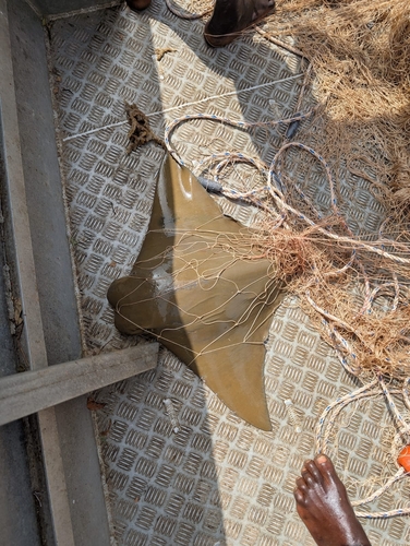 Lusitanian Cownose Ray