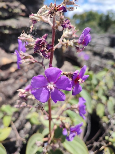 silverleafed princess flower
