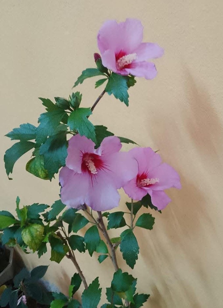 Hibiscus syriacus