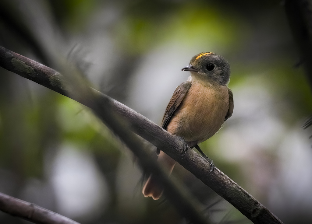 Cinnamon Manakin-Tyrant (Neopipo cinnamomea) photo