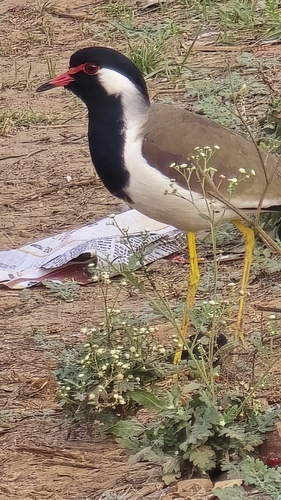 Red-wattled Lapwing