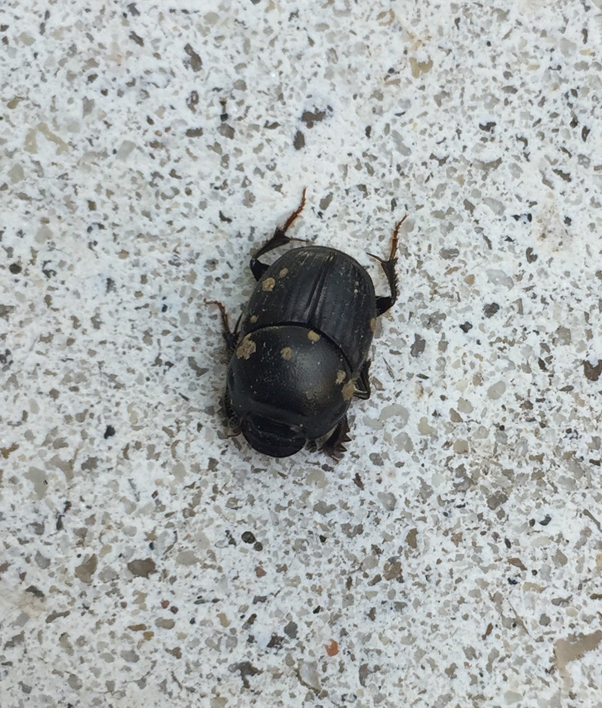 Bull-headed Dung Beetle from University of Maryland , College Park, MD ...