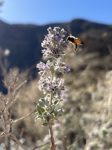 iNaturalist observation photo of Western Honey Bee
