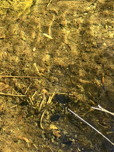 iNaturalist observation photo of Milky Backswimmers