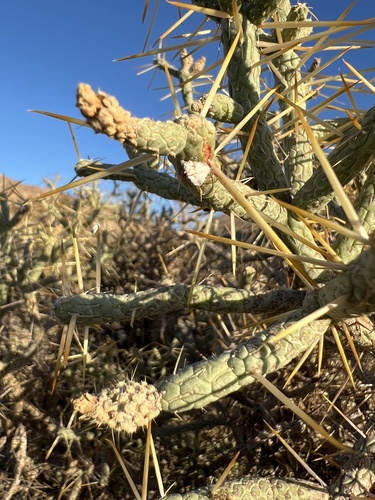 iNaturalist observation photo of Cochineal Insects