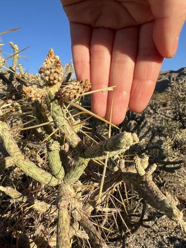 iNaturalist observation photo of Pentatomomorph Bugs