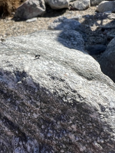 iNaturalist observation photo of Ants