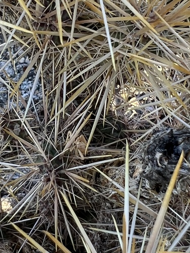 iNaturalist observation photo of Leaf-footed Bugs