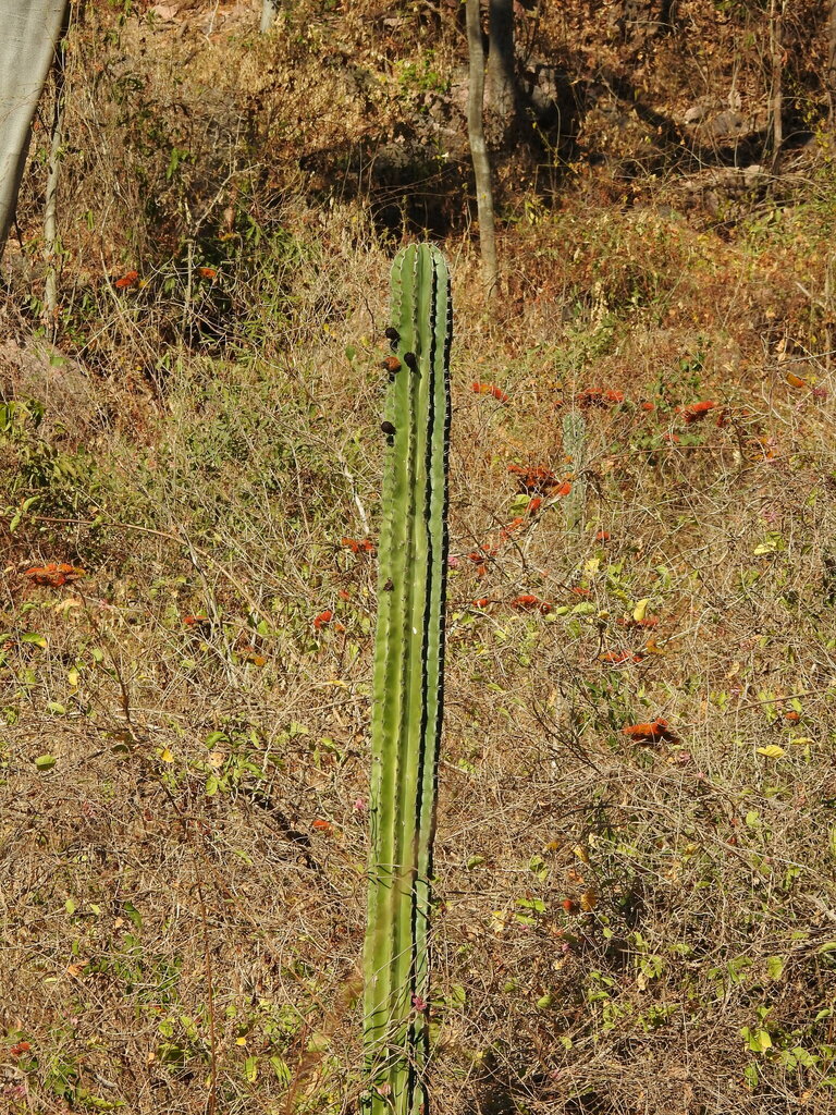 Indian Comb from Culiacán, Sin., México on March 8, 2025 at 08:04 AM by ...