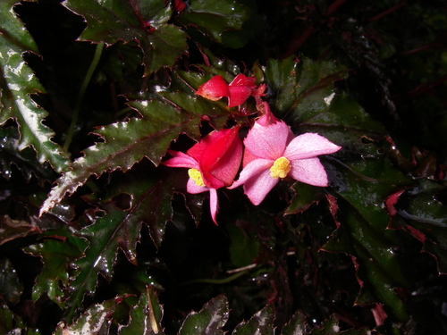 Begonia serratipetala