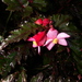 Pink Spot Begonia - Photo (c) Henry Fabian, all rights reserved, uploaded by Henry Fabian